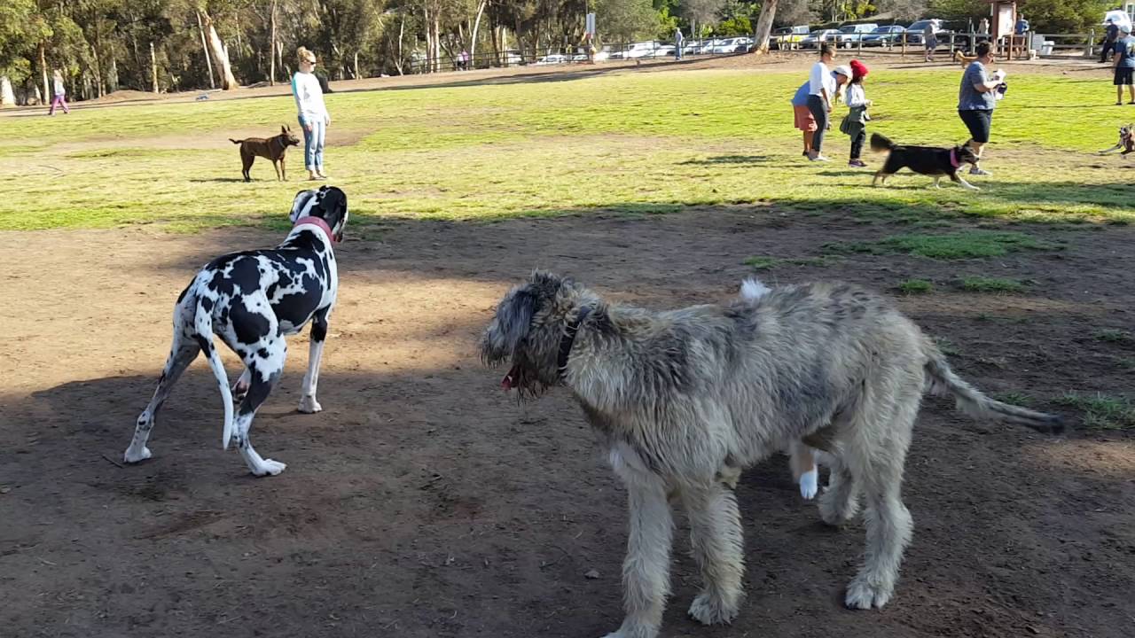 irish wolfhound mixed with great dane