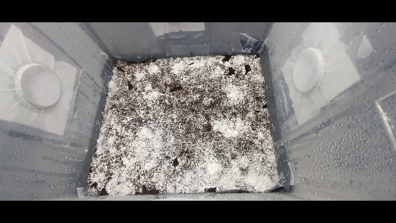 asi pongo a fructificar mis panes de setas