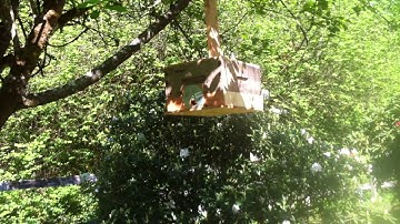 Second Swarm Trap 2016 Second Video