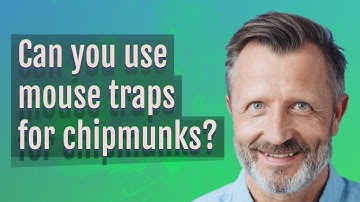Can you use mouse traps for chipmunks?