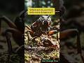 Meet Haidomyrmex: The Terrifying Hell Ant of Prehistoric Earth
