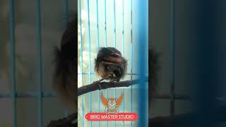 Download Lagu Trotolan Konin Pilihan, Ada Bakat Yang Bisa Dikembangkan MP3