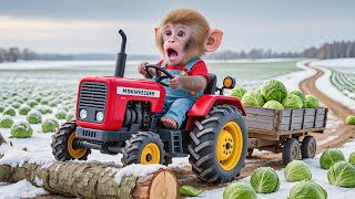 Baby Monkey Tractor Harvests Cabbages and Meets an Unexpected Problem πππ₯¬π₯- NANA MONKEY LIFE
