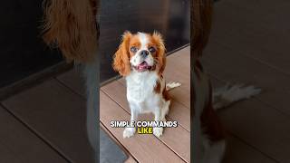 When Training Your Dog Start With A Simple Command Like Sit Deb Nabb The Mutt Master Behavior Speci