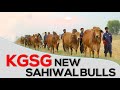 साहीवाल के यह नंदी मन मोह लेंगे | Top Sahiwal Bulls | KGSG |