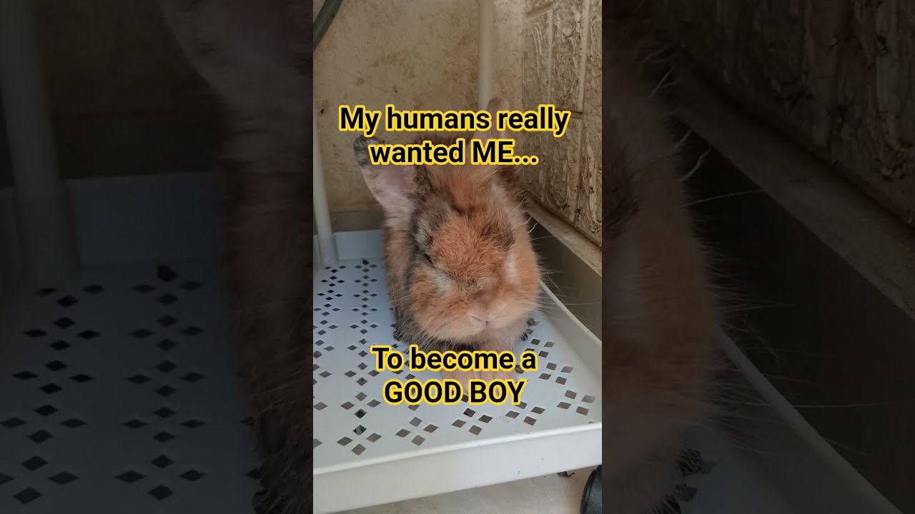 My Rabbit In The CORNER Rabbits Cute Shorts