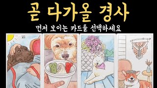 [타로] 99.9% 소름 돋게 맞는 곧 다가올 경사, 진심으로 기원합니다