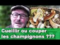 les Champignons comestibles : cueillir ou couper les champignons ?