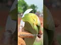 From Field to Gel: Immersive Aloe Vera Harvest