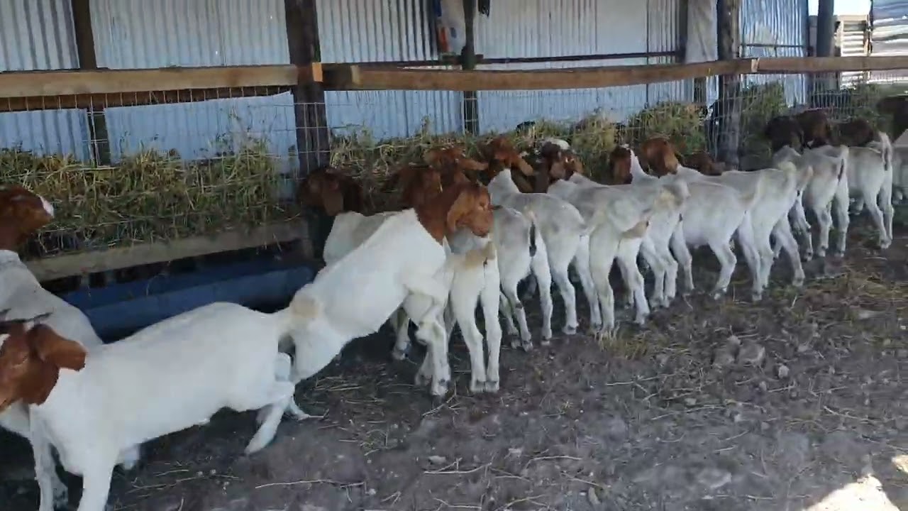 Boer Goat Kids Feeding In Feedlot YouTube Boer Goat Kids Feeding In Feedlot YouTube