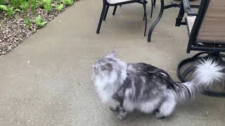 Maine Coon instantly regrets going outside.
