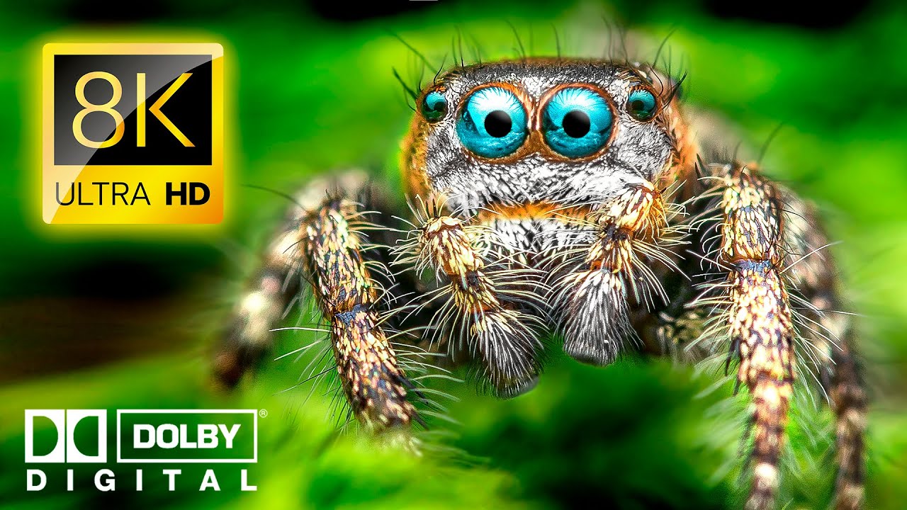 UNDERWORLD: Incredible Insect Micro-Worlds in 8K VIDEO ULTRA HD 60FPS ...