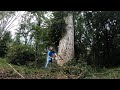 Cutting Down Big Dead Tree And Pulling It With RK25 Tractor MS 311 Chainsaw