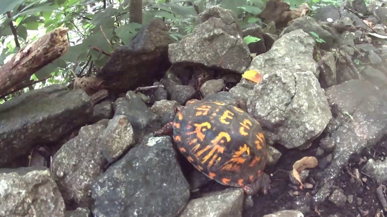 camera iphone 8 plus apk Appalachian Trail 2017 Day 82