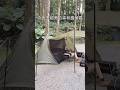 這次去超美的森林露營區🏕️要來開箱►台灣品牌ZAMPURE輕量雙峰3人帳 @deathless.cat @trueme_jing ✉️合作請來信 ► deathless.jing@gmail.com