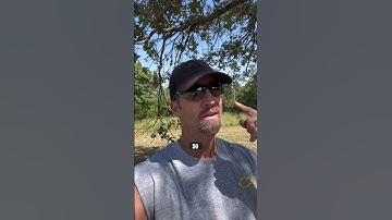 Mock Scrape + Food Plot = Results #foodplots #deerhunting