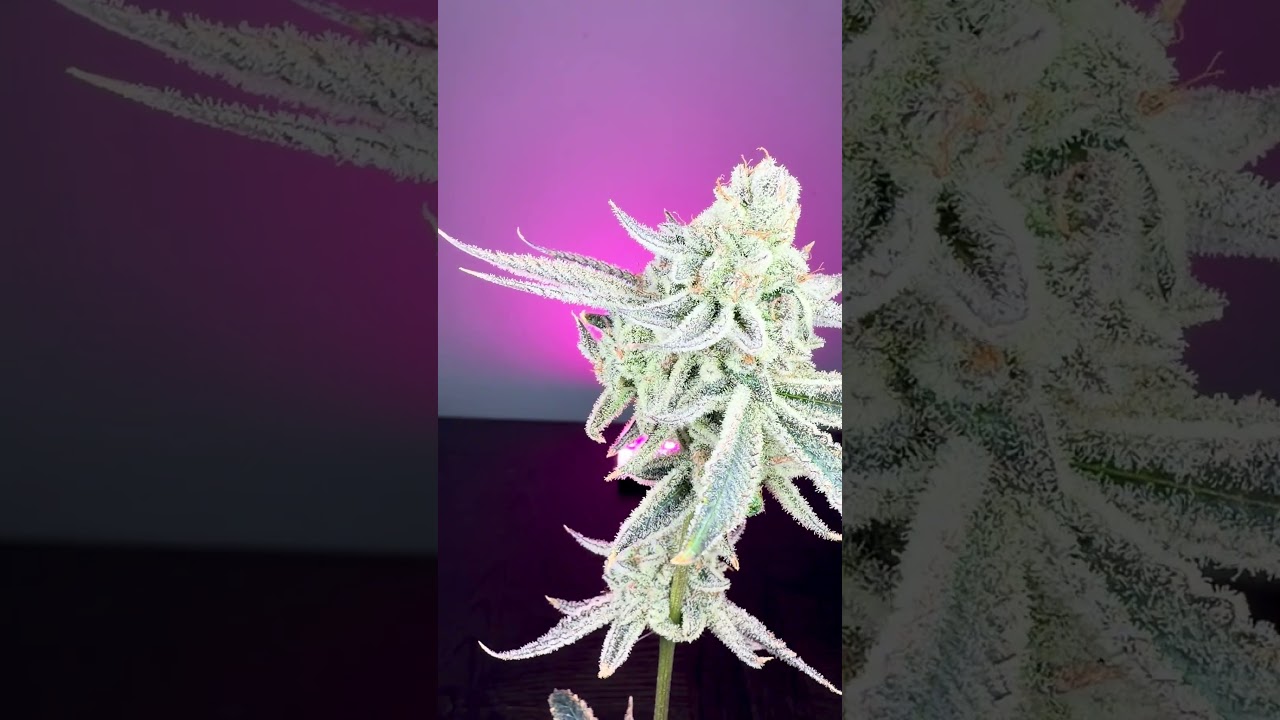 New auto flower varieties  shot on an iPhone ✌️