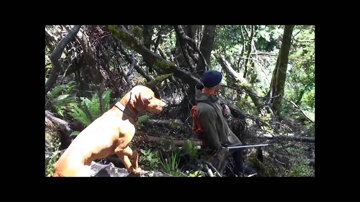 8 point stag: Urewera Roar