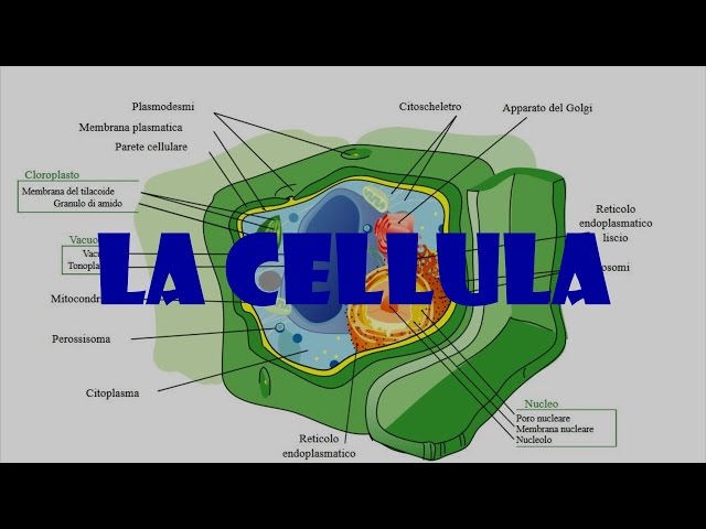 Strati Cellula Diagramma Della Cellula Animale Citoscheletro Cenni Di Citologia: La