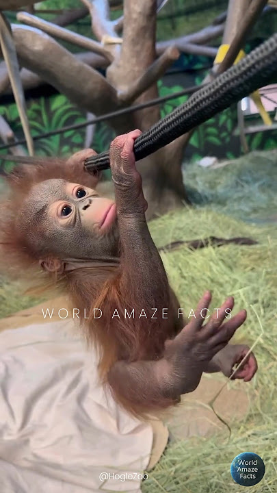 Download lagu Baby Weila’s Orangutan Gym Session Is Too Cute! 💪🧡