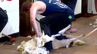 Cneifwyr v Bwyellwyr - Dynion | Shearers v Axemen - Men