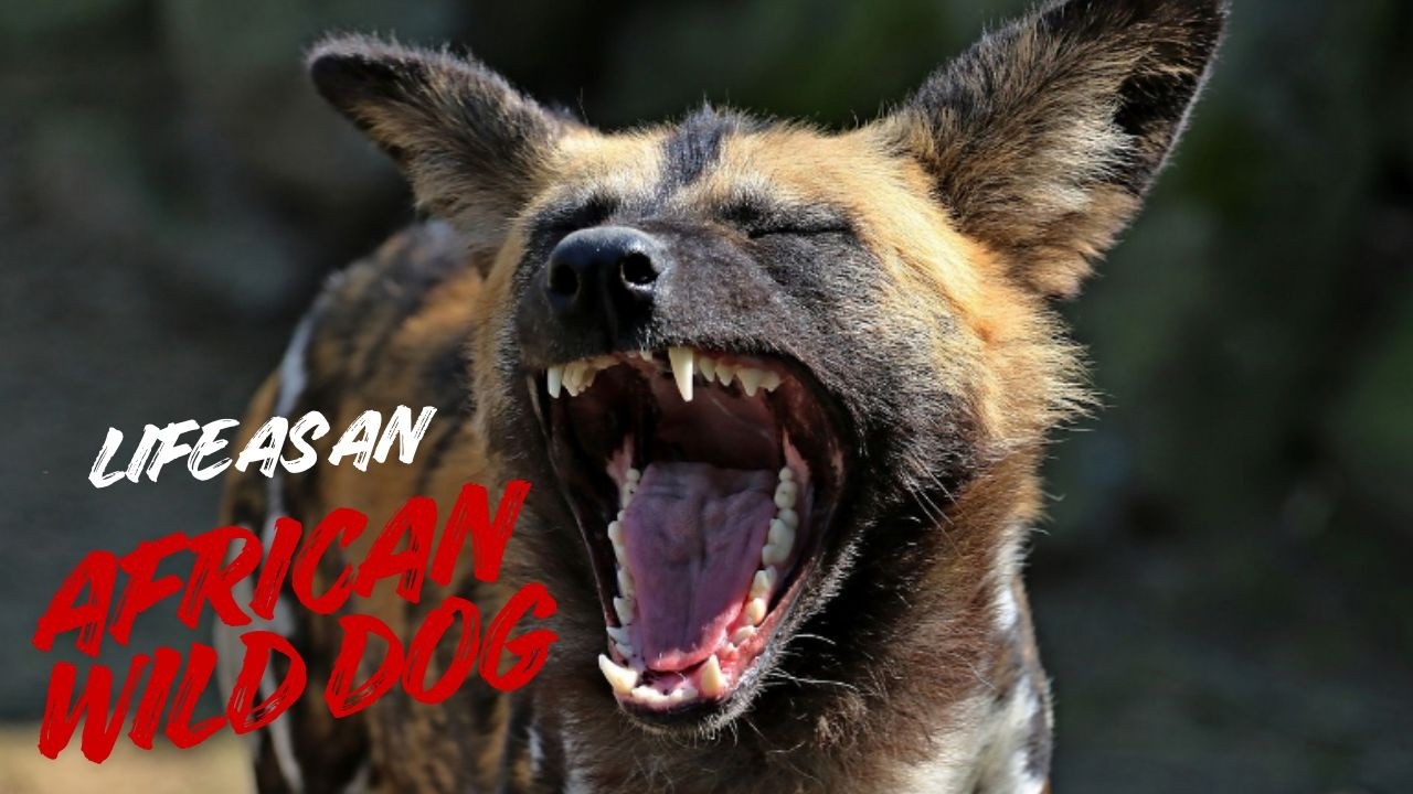 POV You Spawned as an African Wild Dog in the African Savannah