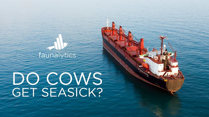 Faunalytics Explains: Do Cows Get Seasick?