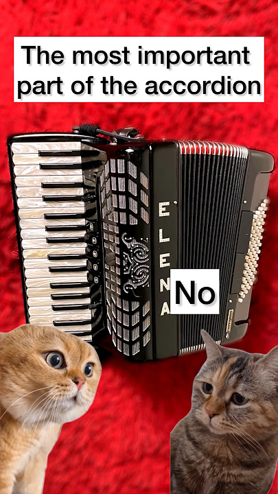 The most important part of the accordion.. how do you think? #accordion #music #fun #cats #lessons