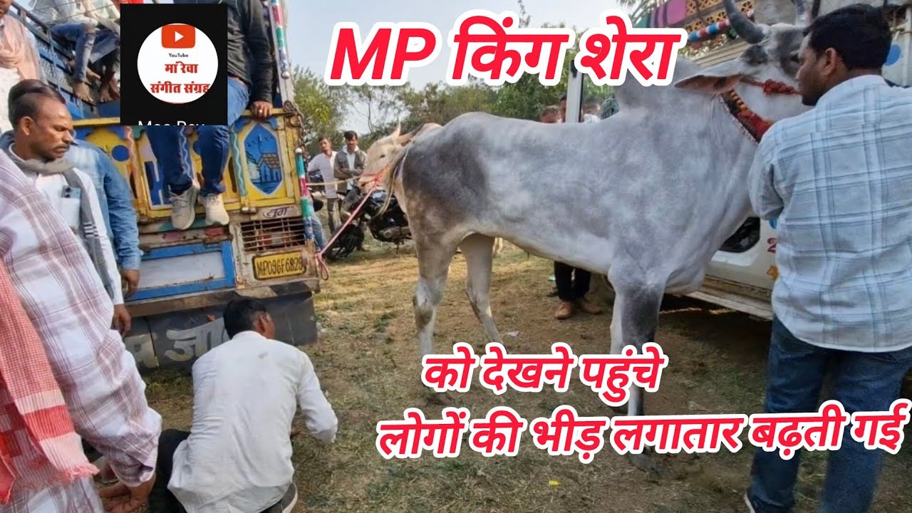 नीमगांव में प्रथम दौर जीतने बाद सेरा को देखने पहुंचे लोगों की भीड़ लगातार बनी रही _ नीमगांव दौड़