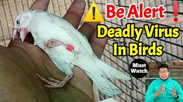 Java sparrow virus treatment | Java bird diseases | How To Treat Sick Birds | Java virus | Birds