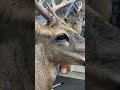 #deer #taxidermy #deerhunting #deerseason