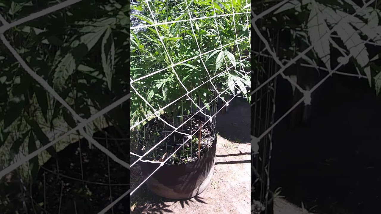 Outdoor grow 2020 Whole series coming soon