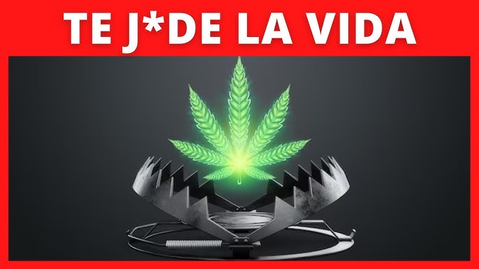 Es mejor dejar la Marihuana poco a poco o de golpe?