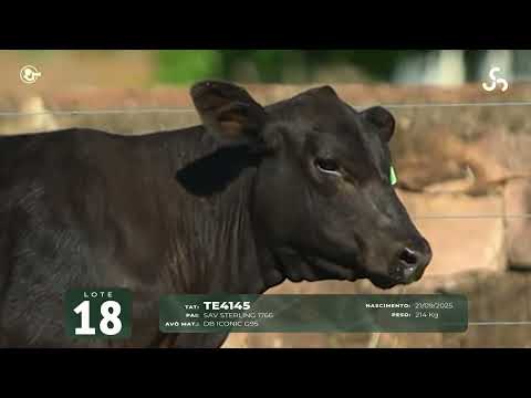 LOTE 18   TAT TE4145 F Angus