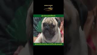 สปอยหนง เรอง Mr Zoo ง ง