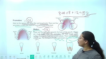 Chapter 7 Teeth and Microbes | Science Class 4