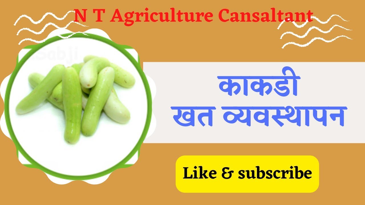 उन्हाळी काकडी खत व्यवस्थापन I निलेश थोरात