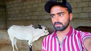 Alhamdulillah For Everything 🤲Apne Farm Par Janwaro Ki Update Qurbani Bakra Eid Vlogs 