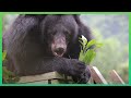 Animals Asia