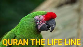 QURAN|DUA-E-NOOR|دعائے نور|DUA E WAZIFA|BEAUTIFUL &HEART TOUCHING VOICE|QURAN THE LIFE LINE|HD screenshot 4