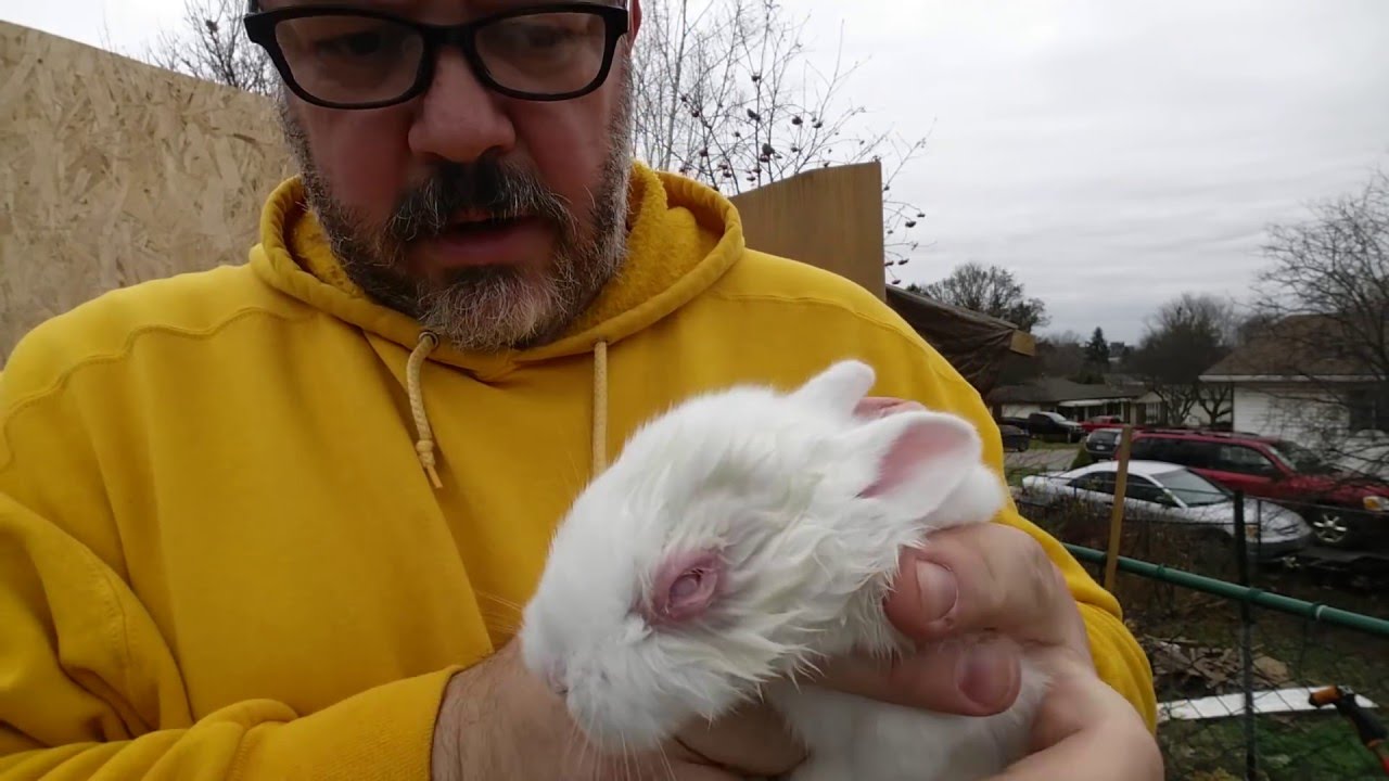 Raising Rabbits Nestbox Eye YouTube