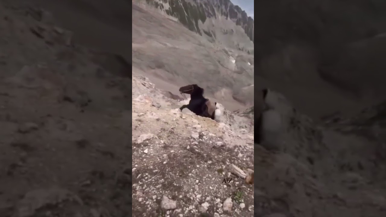 Бинен асп чихел меғалта 😢💔