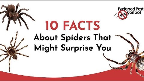 Spiders are not insects