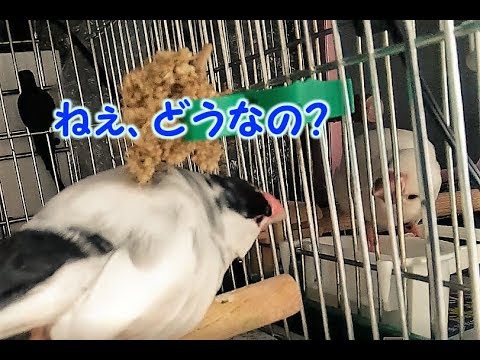 どうなの？9歳文鳥の介護#213.java finch.