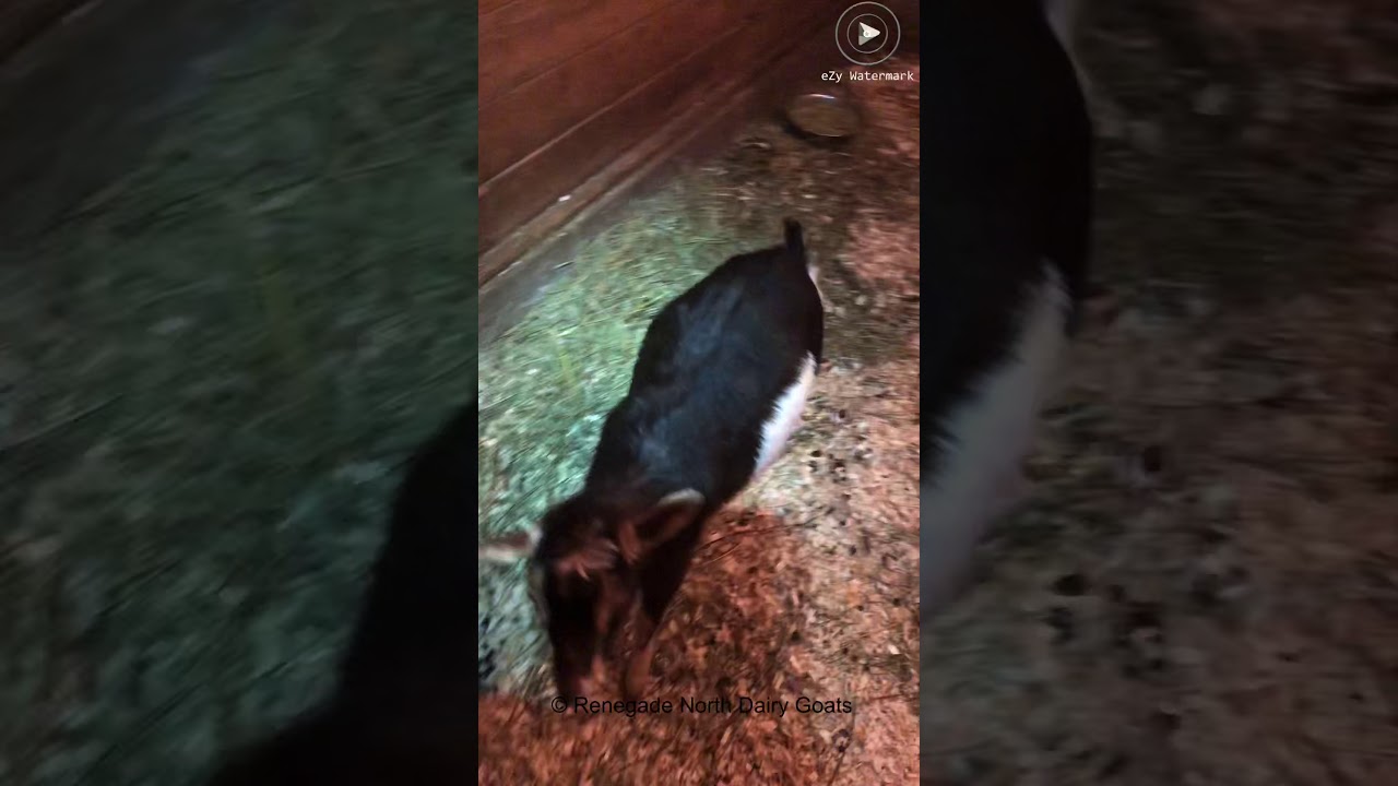 Goat with listeriosis - day 7