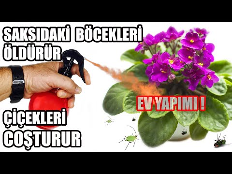 Unlu Bit Ve Yaprak Bitler inden Nasıl Kurtulurum ? Böcek İlacı Ve Bitki Besi Bir Arada