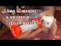 CONEJOS - ¿Qué hacer cuando la coneja no alimenta a sus cachorros?