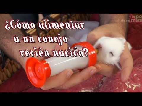 Vídeo: Com Alimentar Un Conill De Mascota
