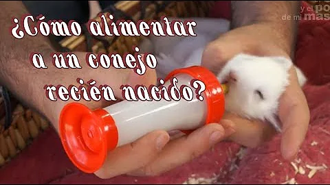 ¿Las crías de conejo beben leche de su madre?
