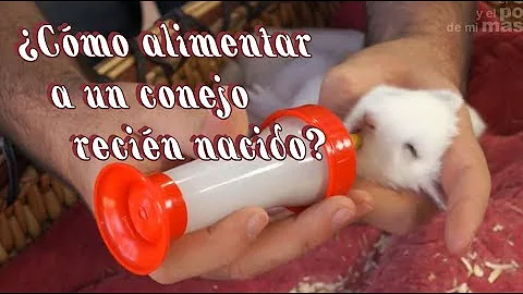 ¿Pueden beber leche los conejos?